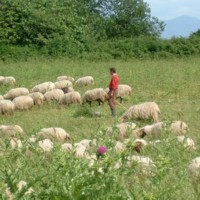 A rural scene in the Caffarella