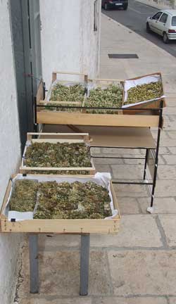 Herbs (camomile?) drying in the sun