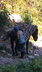 Mule laden with timber