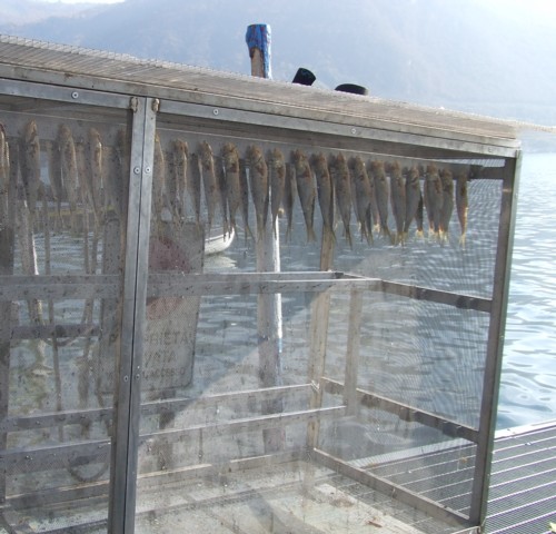 Fish hanging to dry, Lake Iseo (Monte Isola)