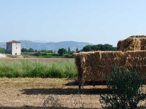Paestum: countryside within the old city walls
