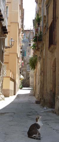 A cat in the lanes of Tropea