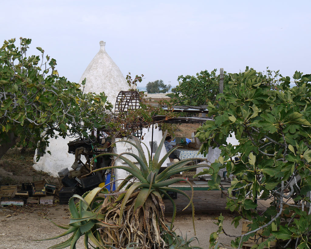 Agricultural building amidst fig trees, Abbazia di San Vito